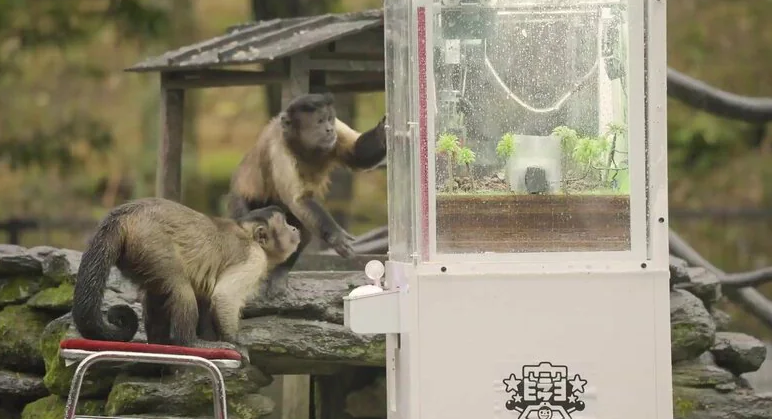 趣味测试向猴子展示了操作玩偶捕捉器后的效果。