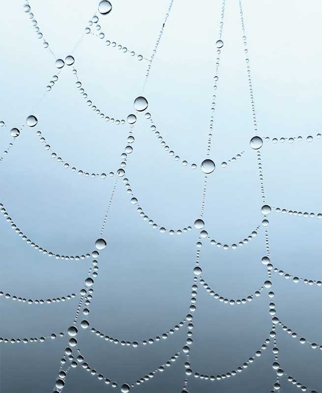 苹果公布iPhone微距摄影大赛TOP10 美轮美奂神秘魅力