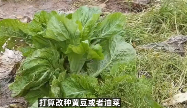 被曝光土坑酸菜现状 农民改行有厂家退单50多万