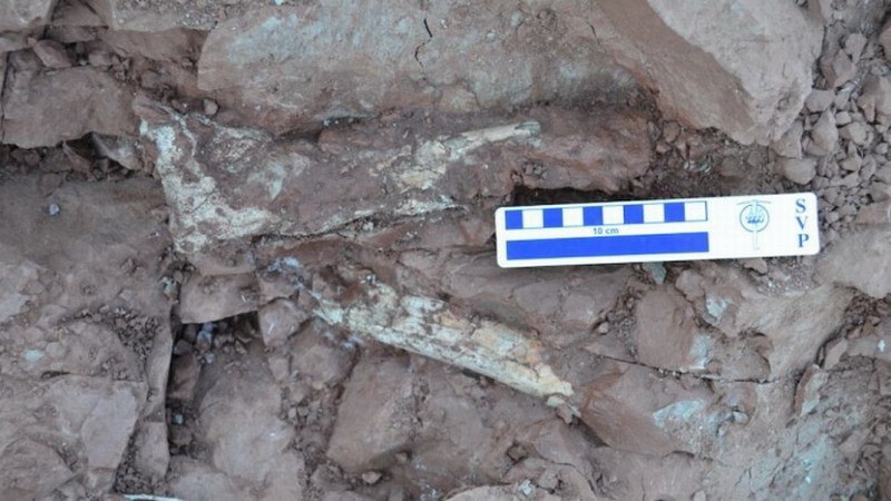 阿根廷出土“死神翼龙”化石：南美洲最大的翼龙