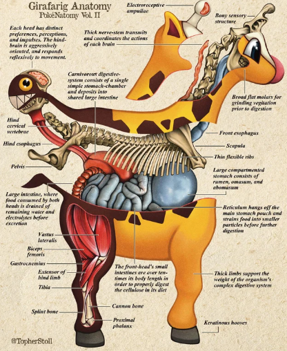 生物专家再公开宝可梦真实版解剖图  精细严谨刻画