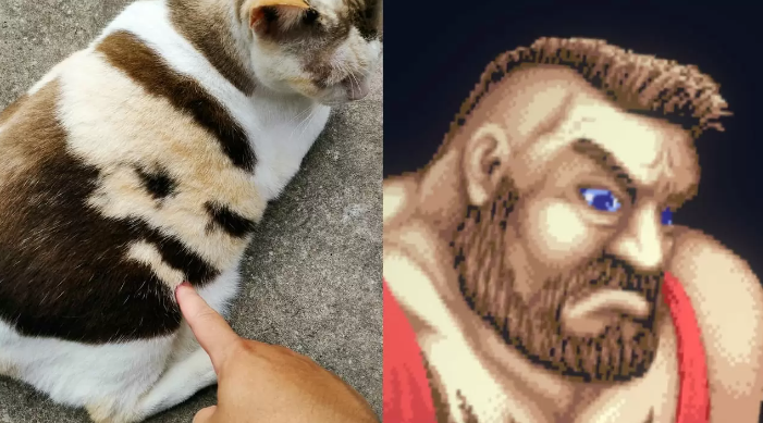 网友自家爱猫酷似桑吉尔夫 玩家喊话卡普空《街霸6》参战