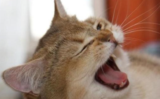 全球首例新冠“猫传人”病例在泰国 戴口罩也没防住