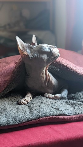 光速取材 人气猫咪<a href=