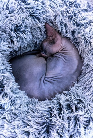 光速取材 人气猫咪<a href=