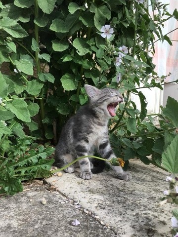 光速取材 人气猫咪<a href=