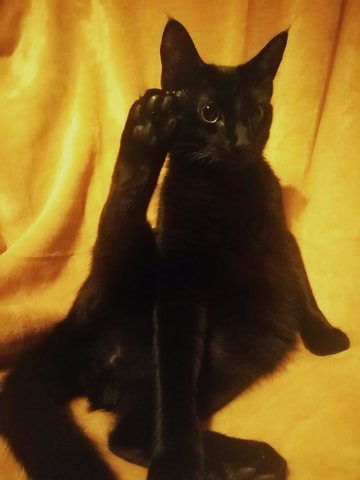 光速取材 人气猫咪<a href=