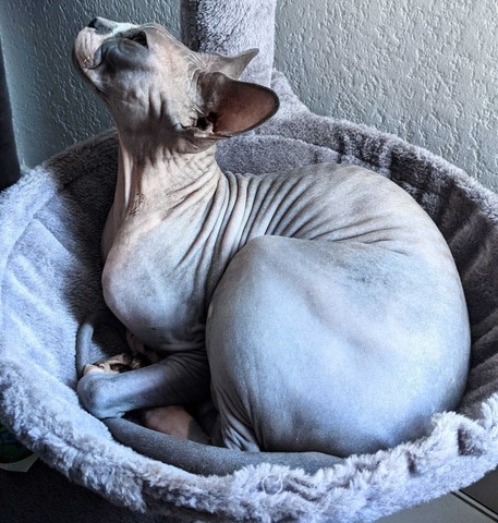 光速取材 人气猫咪<a href=