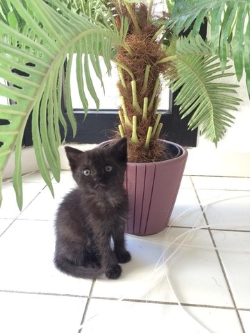 光速取材 人气猫咪<a href=