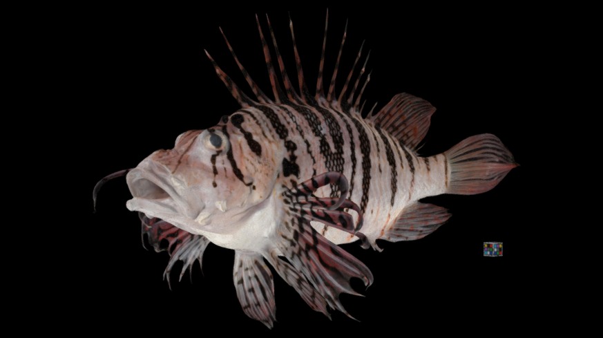 九州大学免费开源海量3D数字生物标本赞精细极致免费使用