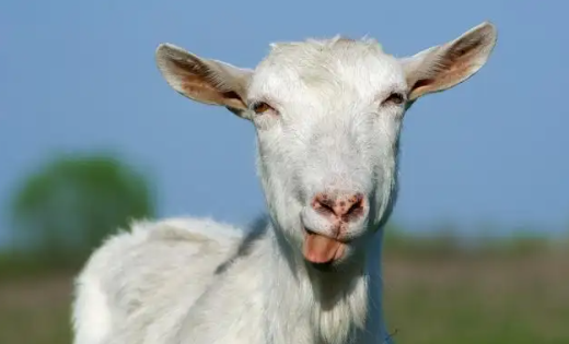 循着火热的套路，女性求职被HR要求把钱杨雪变成羊通关技能。