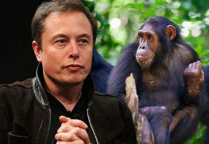 动物保护组织要求公布马斯克脑机接口公司的动物实验照片。