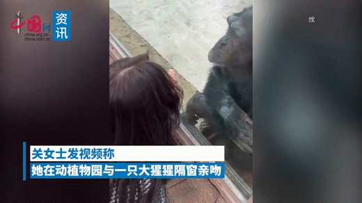 雄猩猩隔着窗户亲吻女游客的媳妇，并迅速擦掉唇印。