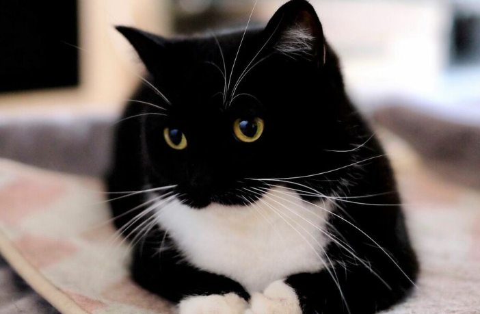 网络名人猫可以制作神奇宝贝的电音。动物专家说90%的成功率可以和猫说话。