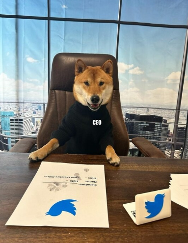 马斯克表示年内在推特上找到新首席执行官的前提是在财务状况稳定之后