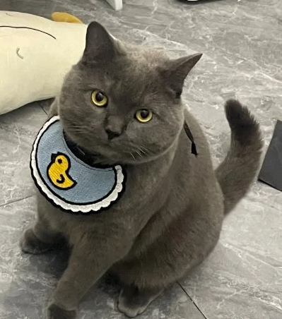 苹果的AirTag定位器竖起1600公斤大功女子找回被盗的爱猫