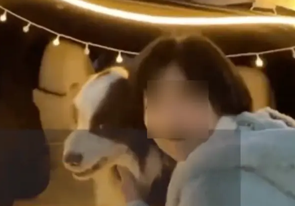 网红主动掩面，陌生的边牧被咬脸后向主人投诉