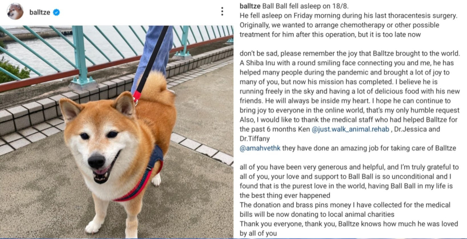 秀歌会王兴名作表情包小狗Cheems去世
